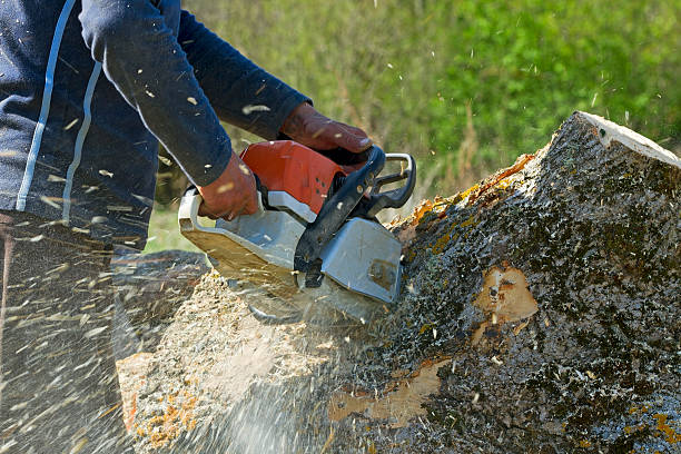 How Our Tree Care Process Works  in  Millcreek, UT